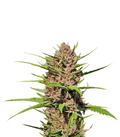Purple #1 reg (Dutch Passion) семена конопли