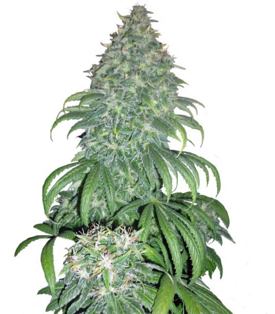 Купить семена марихуаны Super Bud