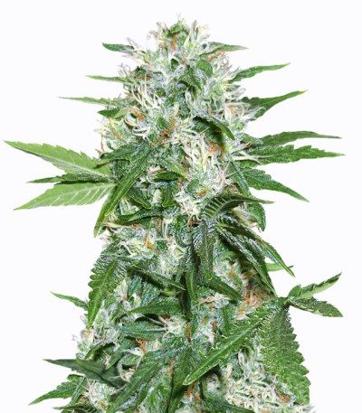 Satan's Bride fem (Trikoma Seeds) семена конопли