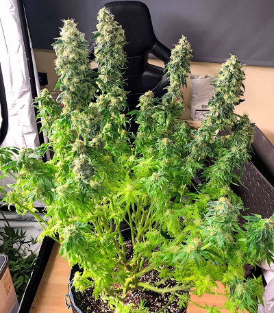 San Bacio Burger fem (Advanced Seeds) семена конопли