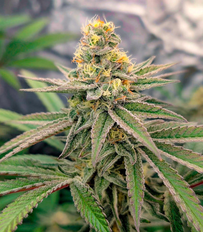 Super Boof fem от Barney's Farm семена конопли