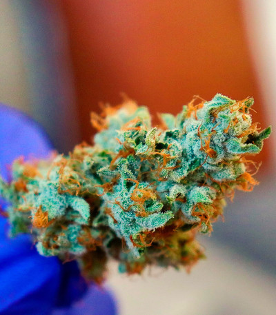 Durban Poison Auto fem (Humboldt Seed Company) семена конопли