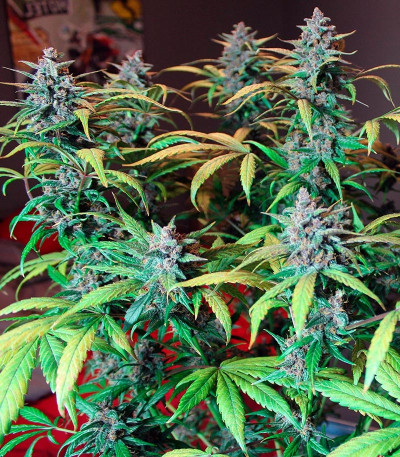 LSD-25 Auto fem сорт конопли