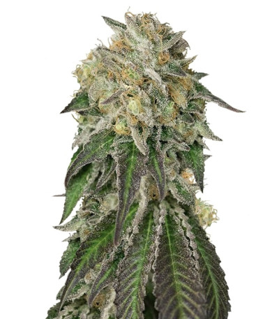 Amherst Sour Diesel fem сорт конопли