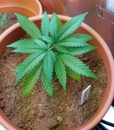 Eleven Roses fem (Delicious Seeds) семена конопли