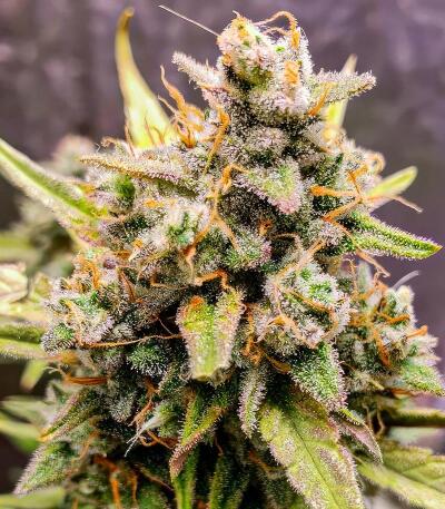Strawberry Gorilla Auto RF3 fem (FastBuds) семена конопли