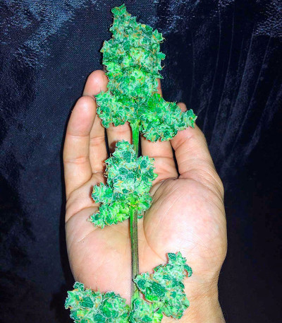 Strawberry Blue fem (World of Seeds) семена конопли