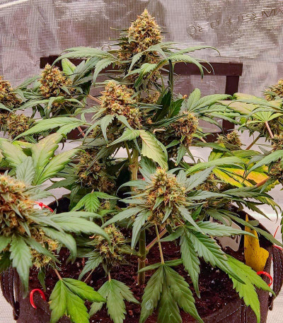 Orange Apricot Glue XL Auto fem (Sweet Seeds) семена конопли