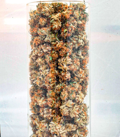 Runtz Auto fem (Barney's Farm) семена конопли