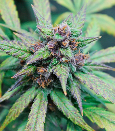 LSD-25 Auto fem сорт конопли
