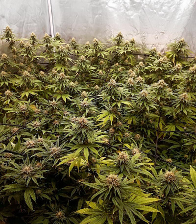 Bubba Slush fem (Green House Seeds) семена конопли