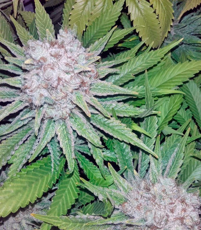Raspberry Cough fem (Nirvana Seeds) семена конопли
