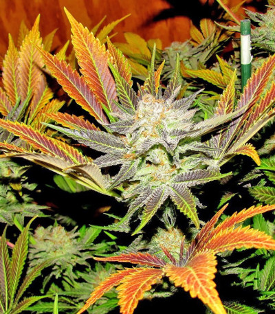 Red Leicester Tease fem (Dr. Krippling Seeds) семена конопли