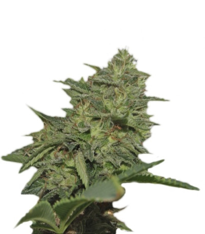 Original Cheese (IBL) fem семена конопли