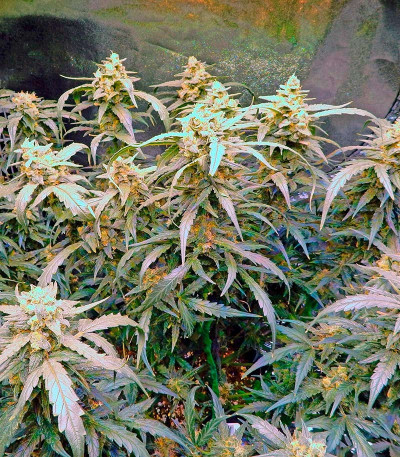 Rhino Ryder Auto fem (FastBuds) семена конопли