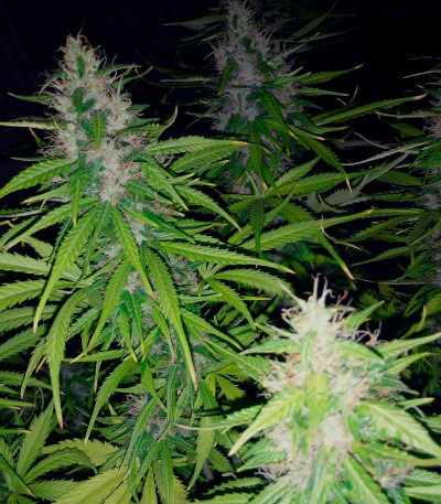 Delicious Candy Auto fem (Delicious Seeds) семена конопли