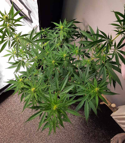 Bubble Gum Sherb fem (Blimburn Seeds) семена конопли