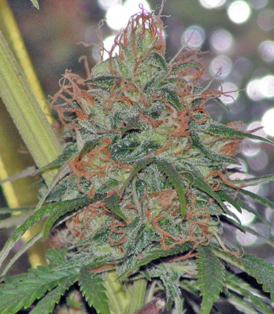 Arjan's Strawberry Haze fem семена конопли