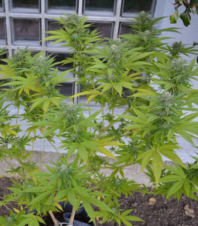 Critical fem (Royal Queen Seeds) семена конопли