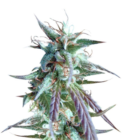 Kilimanjaro fem (World of Seeds) семена конопли