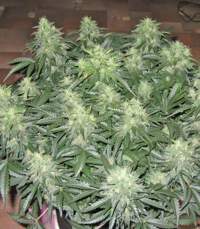 Ogre Auto fem (Doctor’s Choice) семена конопли