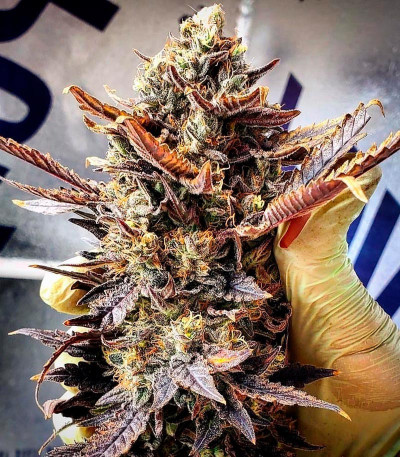 Bubba Slush fem (Green House Seeds) семена конопли