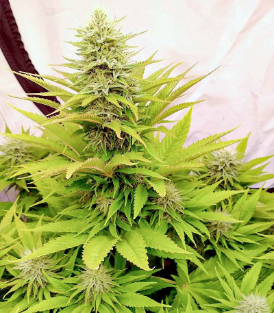 Original Clon fem (Blimburn Seeds) семена конопли