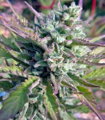 Auto Whiteberry fem (Paradise Seeds) семена конопли