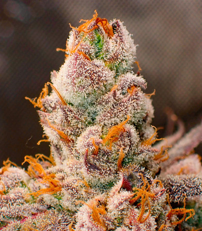 Jelly Donutz Auto fem (Humboldt Seed Company) семена конопли