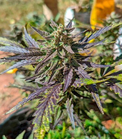 Mint Jelly Auto fem (Humboldt Seed Company) семена конопли
