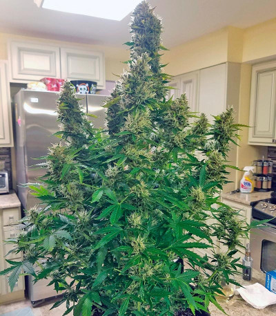 Gorilla Auto (Gorilla Glue Auto) fem Fastbuds семена конопли