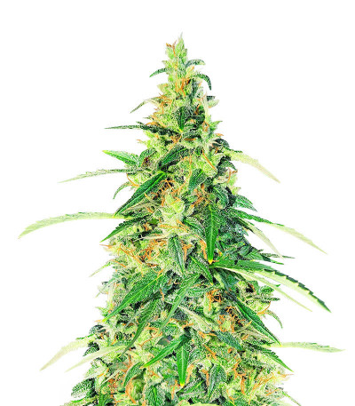 Apple Betty Auto fem (Herbies Seeds) семена конопли