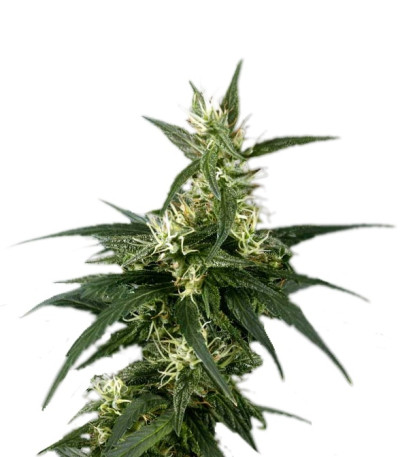 Neville's Haze fem (Green House Seeds)