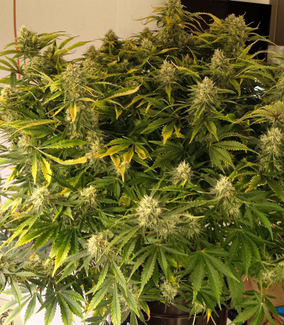 Grapefruit auto fem (FastBuds) семена конопли
