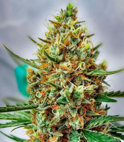 Mystical Autoflower fem (Easy Grow Seeds) семена конопли