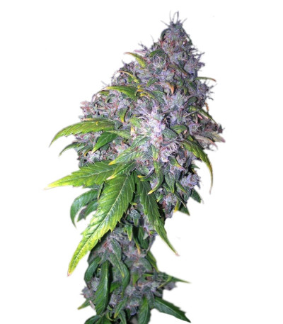 Auto AK fem (Grass-O-Matic) семена конопли