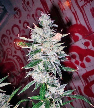 Auto Tutankhamon fem (Pyramid Seeds) семена конопли