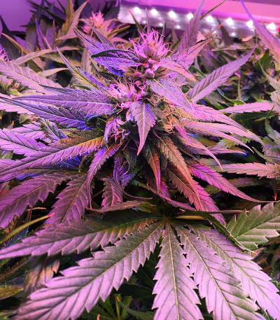 Kabul Express fem (Kalashnikov Seeds) семена конопли