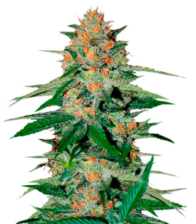 Delicious Candy reg (Delicious Seeds) семена конопли