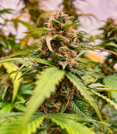 Northern Lights Auto fem (Herbies Seeds) семена конопли