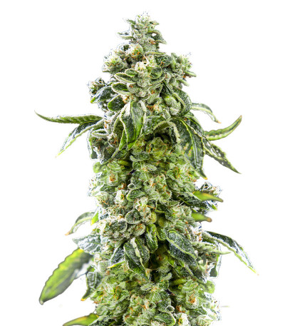 DDoS #33 fem (Herbies Seeds) семена конопли
