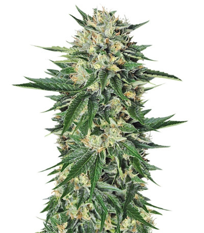 Dr. Greenthumb’s Em-Dog by B-Real fem семена конопли