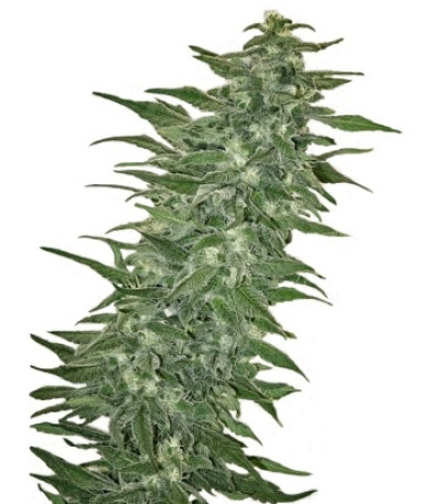 Rishi Kush reg семена конопли