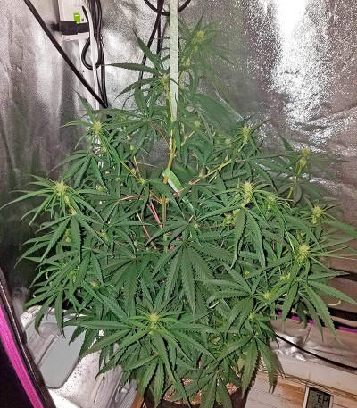 Sterling Haze fem (Nirvana Seeds) семена конопли