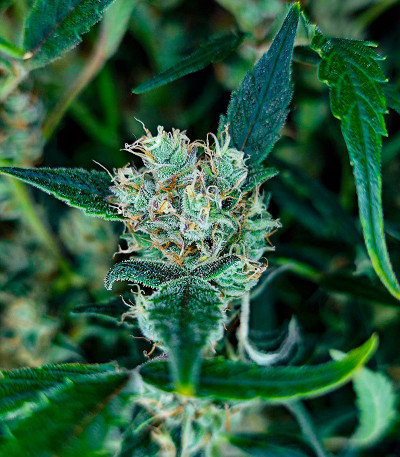 Frostbanger Auto F3 fem (FastBuds) семена конопли