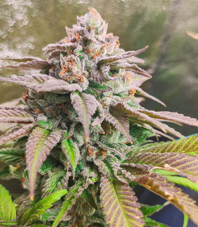Watermelon Zkittlez fem семена конопли