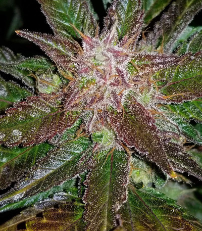 Cream Cookies auto fem (FastBuds) семена конопли