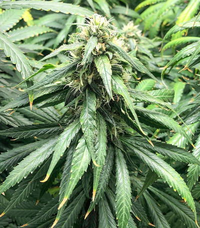 Gelato fem (Blimburn Seeds) семена конопли