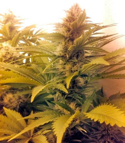 Raspberry Cough fem (Nirvana Seeds) семена конопли