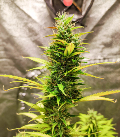 Six Shooter Auto fem (FastBuds) семена конопли